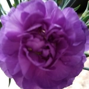 Meet your Posher, Deanna